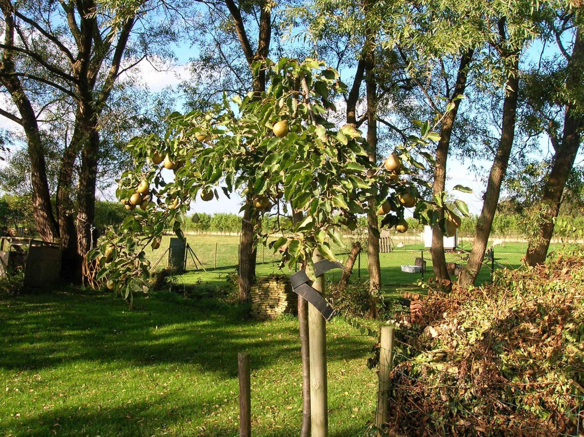Appels En Peren Bed And Breakfast Breezand Eksteriør bilde