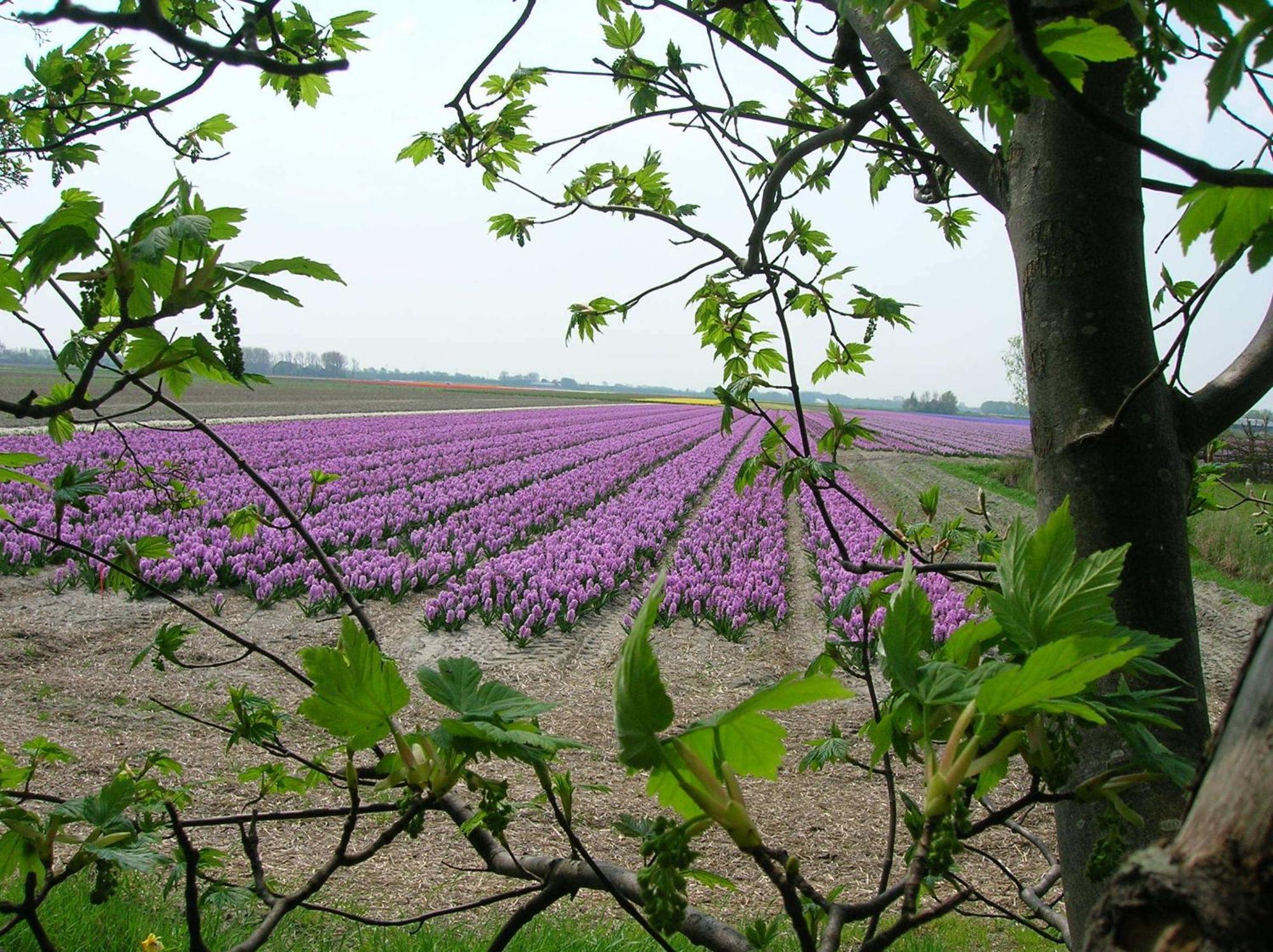 Appels En Peren Bed And Breakfast Breezand Eksteriør bilde
